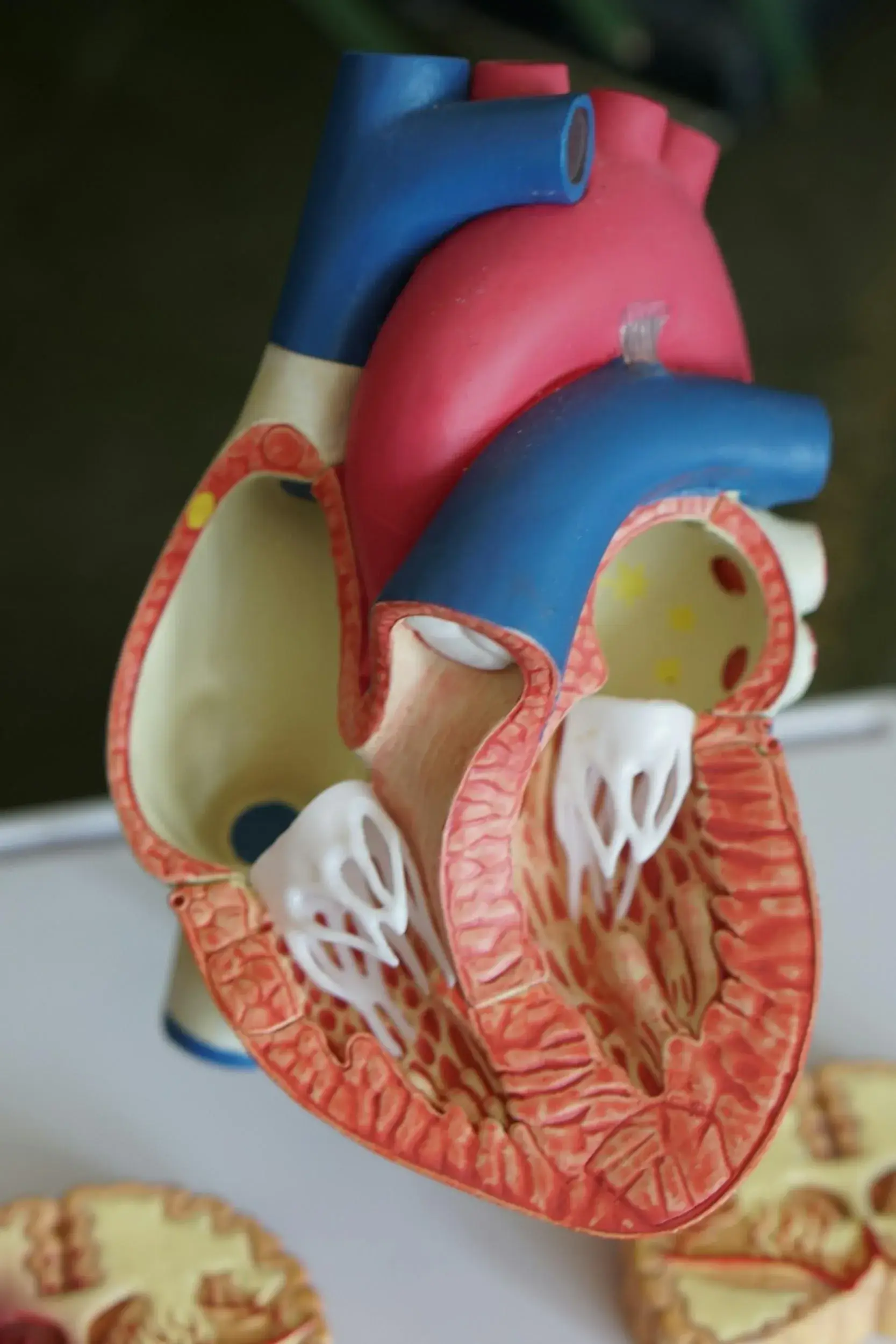 Preclinical laboratory research supporting cardiovascular disease studies