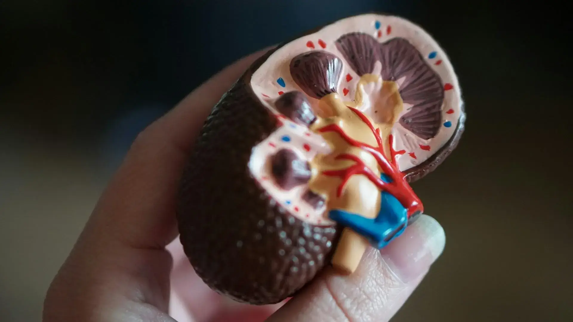 Preclinical laboratory research supporting renal disease studies