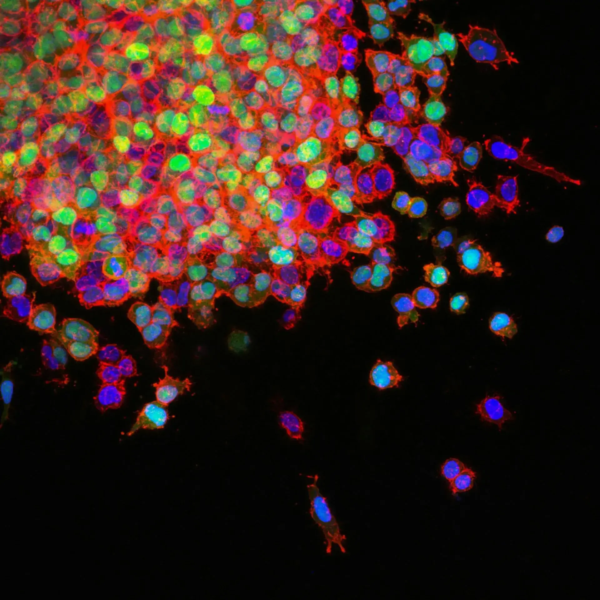 Preclinical oncology research supporting orthotopic tumor implantation studies