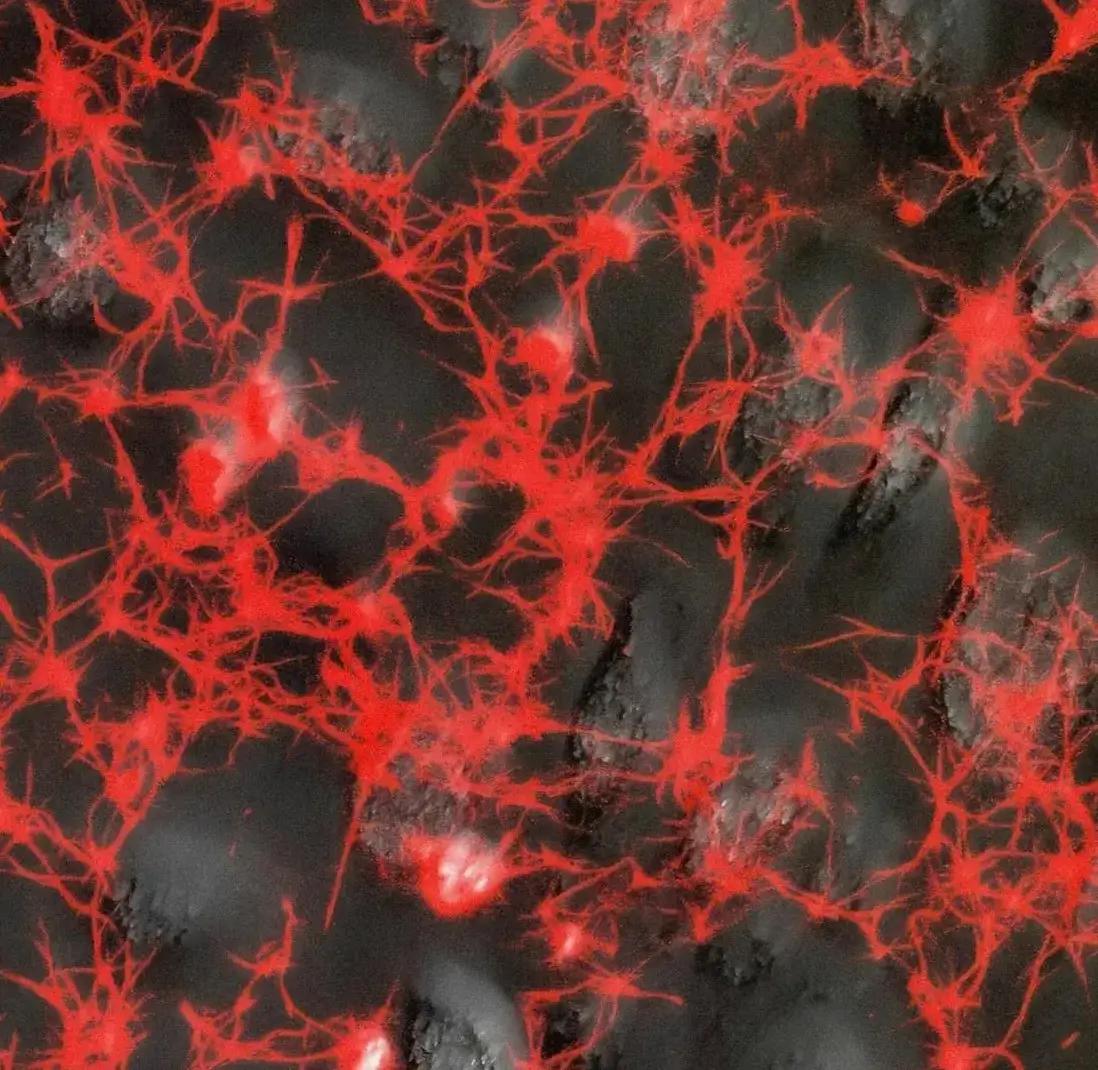 Preclinical laboratory research supporting pulmonary fibrosis studies