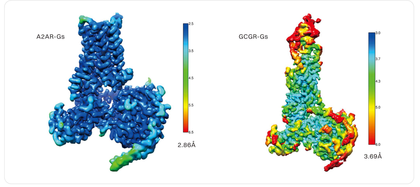 Cryo-EM maps of A₂AR–Gs and GCGR–Gs