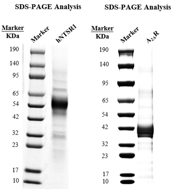 SDS-PAGE gel of purified hNTSR1 and A₂AR