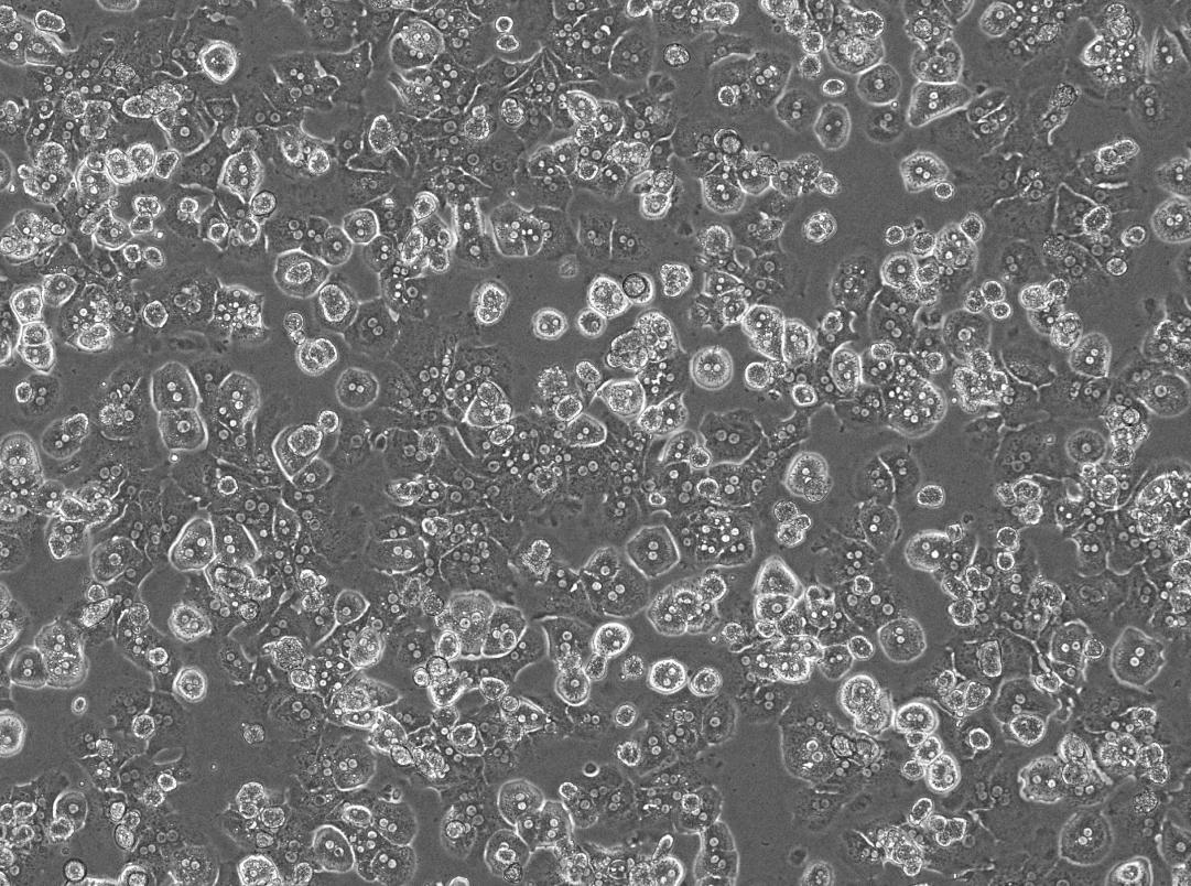 Mouse hepatic cell morphology after overnight culture