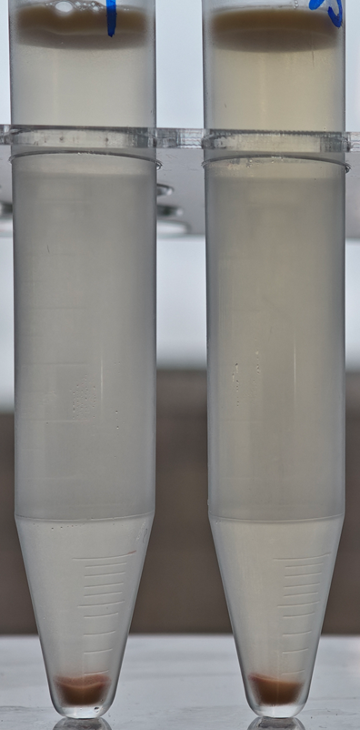 Leecoll separation of mouse hepatic parenchymal cells