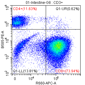 Flow-cytometry panel 5 for mouse intestinal cells: CD4⁺ · 11.63%; CD8⁺ · 73.94%